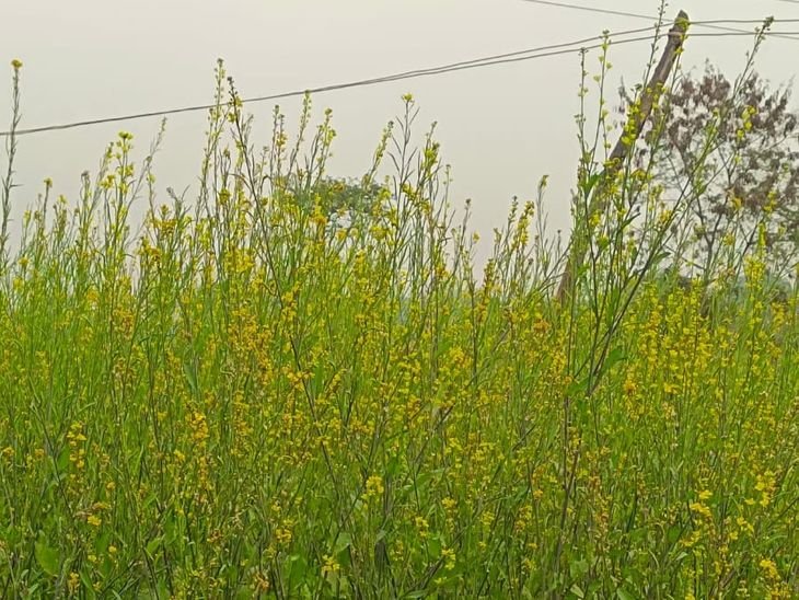 उमरिया में मौसम बदला, फसलों पर संकट:चना, सरसों और आम की बौर प्रभावित, किसानों की चिंता बढ़ी