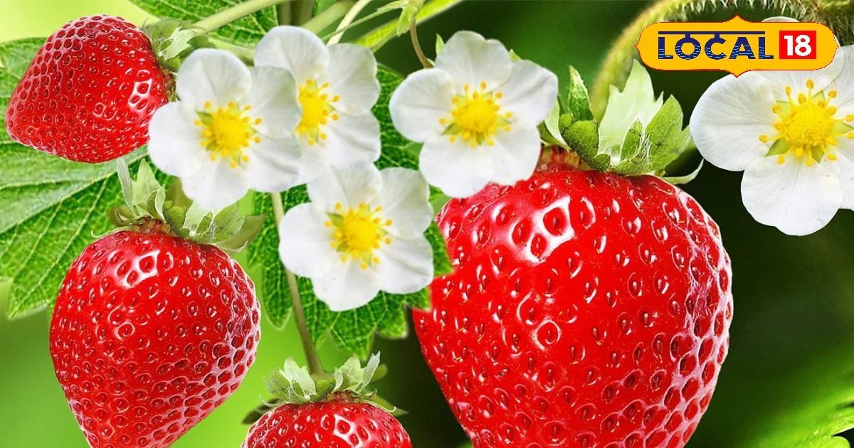 स्ट्रॉबेरी खाने के फायदे, स्ट्रॉबेरी कैसे खाएं स्ट्रॉबेरी में कौन से पोषण तत्व पाए जाते हैं, स्ट्रॉबेरी कब खाएं, स्ट्रॉबेरी कितनी मात्रा में खाना चाहिए, लोकल 18, Benefits of eating strawberries, how to eat strawberries, what nutrients are found in strawberries, when to eat strawberries, how much quantity of strawberries should be eaten, Local 18