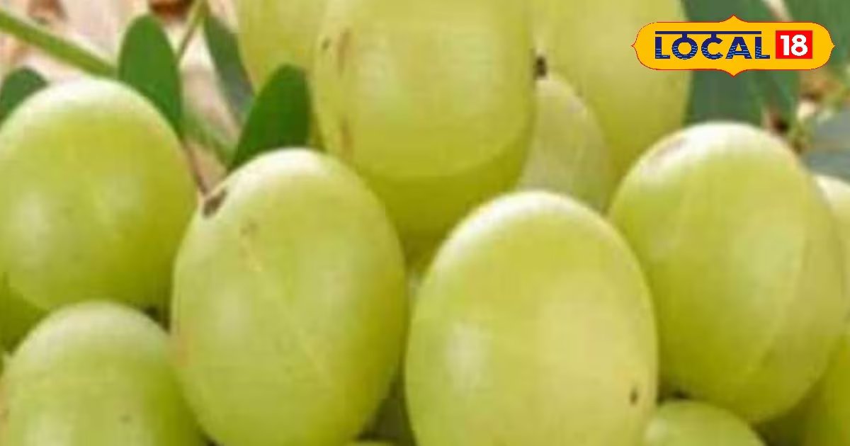 Moradabad news,hindi news,up news,local news, मुरादाबाद समाचार, हिंदी समाचार, यूपी समाचार, लोकल समाचार।