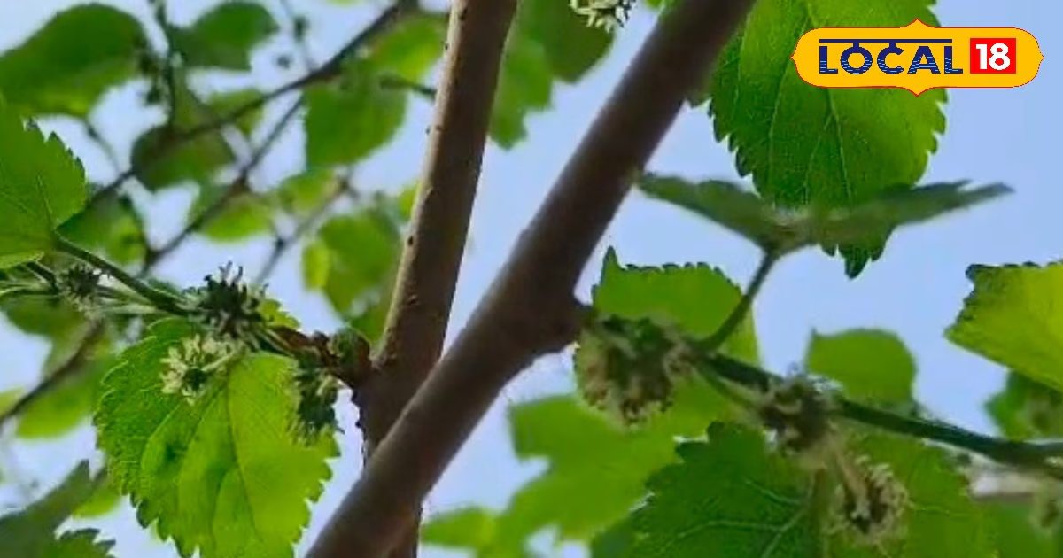 अमेरिका फर्स्ट की हुंकार: ट्रंप बोले - कोर्ट रोके, लेकिन मैं खेल बदल दूंगा