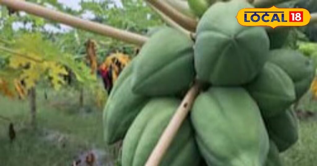 Moradabad news, hindi news, local news, up news, मुरादाबाद समाचार, हिंदी समाचार, लोकल समाचार, यूपी समाचार।