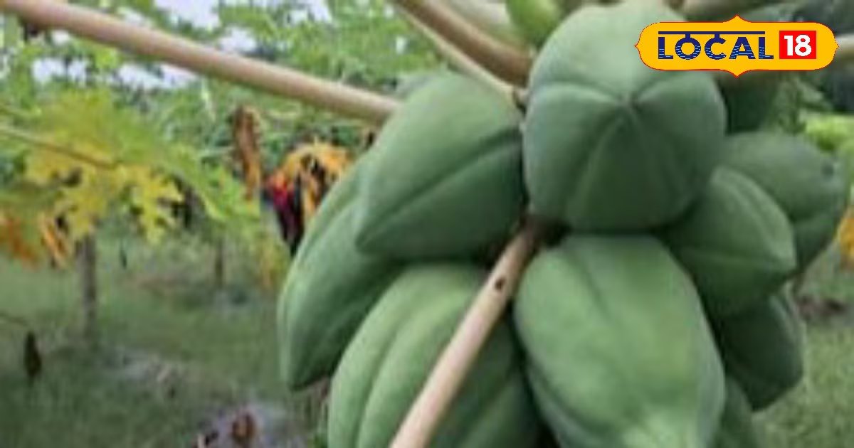 Moradabad news, hindi news, local news, up news, मुरादाबाद समाचार, हिंदी समाचार, लोकल समाचार, यूपी समाचार।