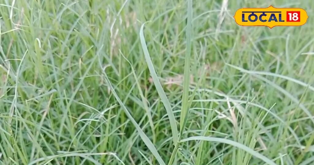 नाक से खून आना