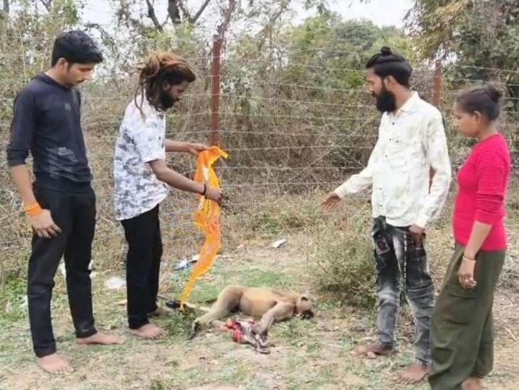 छतरपुर हाईवे पर हादसा, मां-बच्चे बंदरों की मौत:राहगीरों और इवेंट ग्रुप ने किया विधि-विधान से अंतिम संस्कार