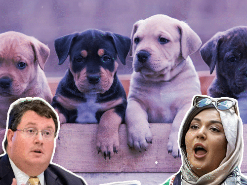 अमेरिकी सांसद बोले- कुत्तों-मुसलमानों में से एक को चुनना आसान:फिलिस्तीनी एक्टिविस्ट ने लिखा था- न्यूयॉर्क इस्लाम की ओर बढ़ रहा, कुत्ते घर में नहीं रखें