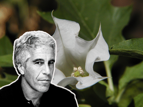 The 'Zombie' Flower In Epstein Files