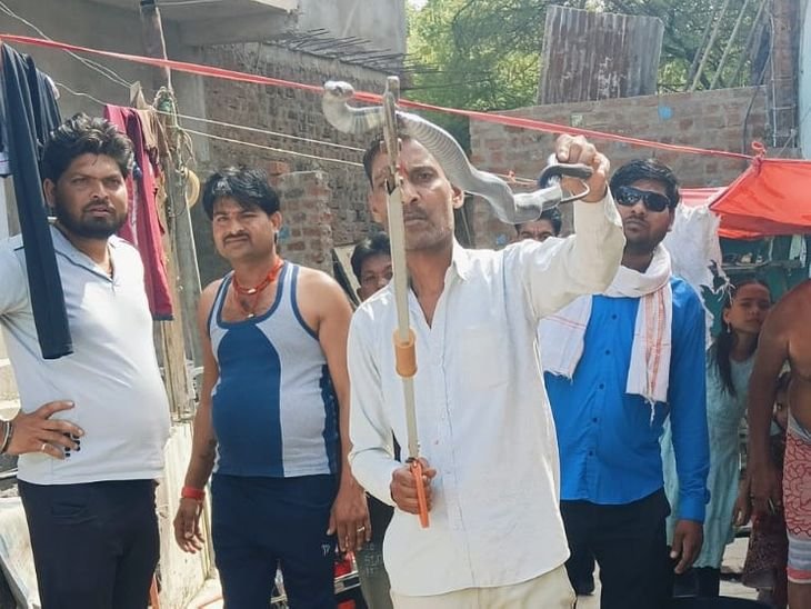 सागर में मकान से पकड़ाया 4 फीट लंबा कोबरा:शादी में मिली टीवी के बॉक्स में छिपा था कोबरा, पकड़ते ही मारी फुफकार