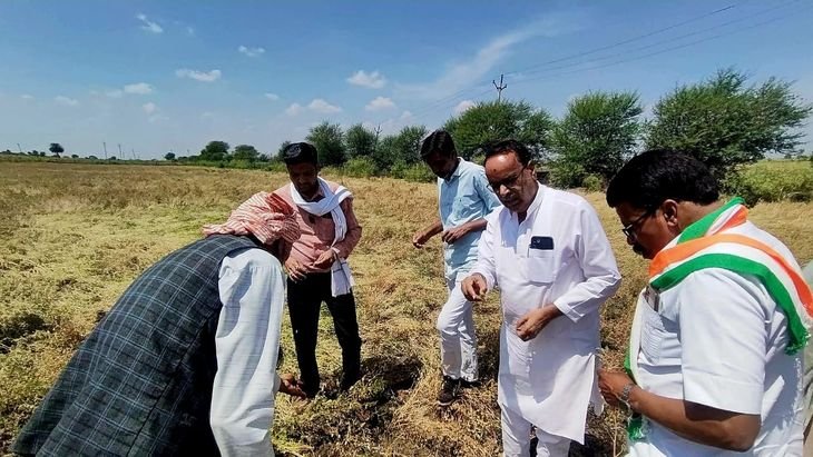 ओलावृष्टि-बारिश से रबी फसलें गिरीं, कांग्रेस ने मांगा मुआवजा