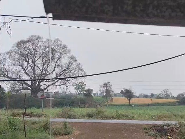 नरसिंहपुर में बेमौसम बारिश, तेज हवाओं से फसलें गिरीं:चना, मसूर और गेहूं की कटाई से पहले किसानों की बढ़ी चिंता