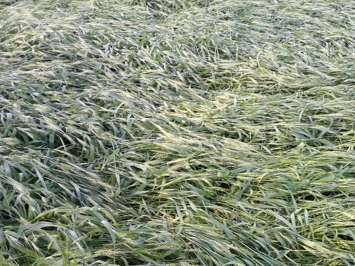 सीहोर में बेमौसम बारिश और आंधी से फसल को नुकसान:गेहूं के दाने सफेद पड़ने से किसानों की बढ़ी चिंता