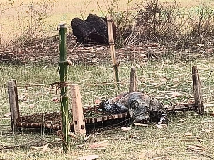 छतरपुर में कुएं में मिला तेंदुए का शव:बंसिया हार गांव में बदबू फैलने पर पता चला; शनिवार को होगा पोस्टमार्टम