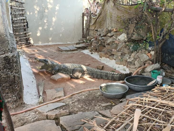 मैहर में घर के आंगन में घुसा मगरमच्छ:वन विभाग ने सुरक्षित रेस्क्यू कर बाणसागर बांध में छोड़ा