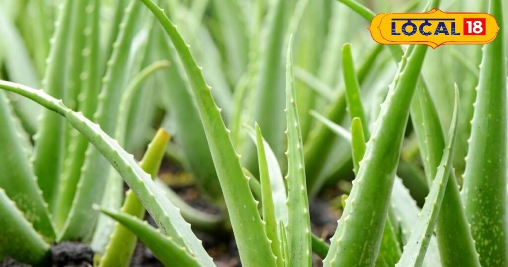 एलोवेरा