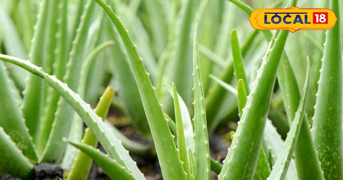 एलोवेरा