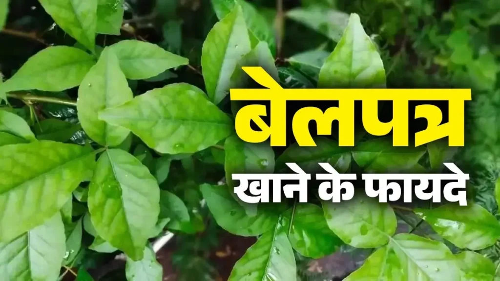 बेल पत्र के फायदे