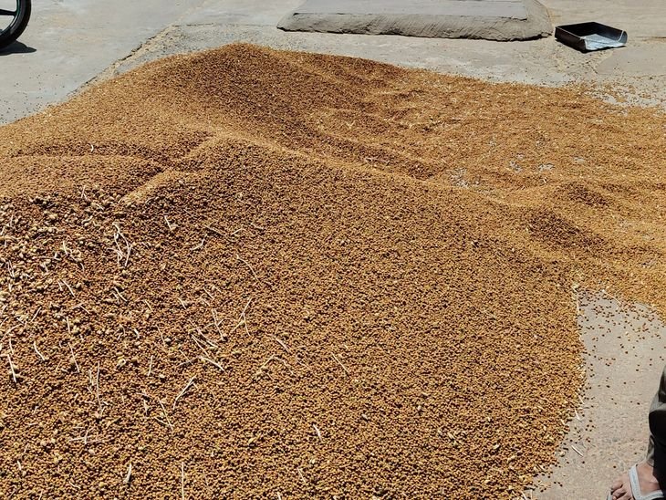 रायसेन मंडी में नई फसल की खरीद शुरू:व्यापारियों ने चना 4300 और गेहूं 2400 रुपए प्रति क्विंटल तक बिका