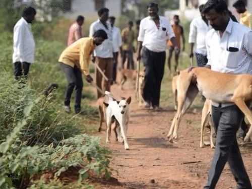 Telangana Dog Killing | 1200 Dogs Killed Since January