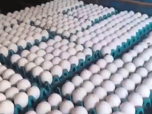 UP Egg Expiry Date Rule From April 2026