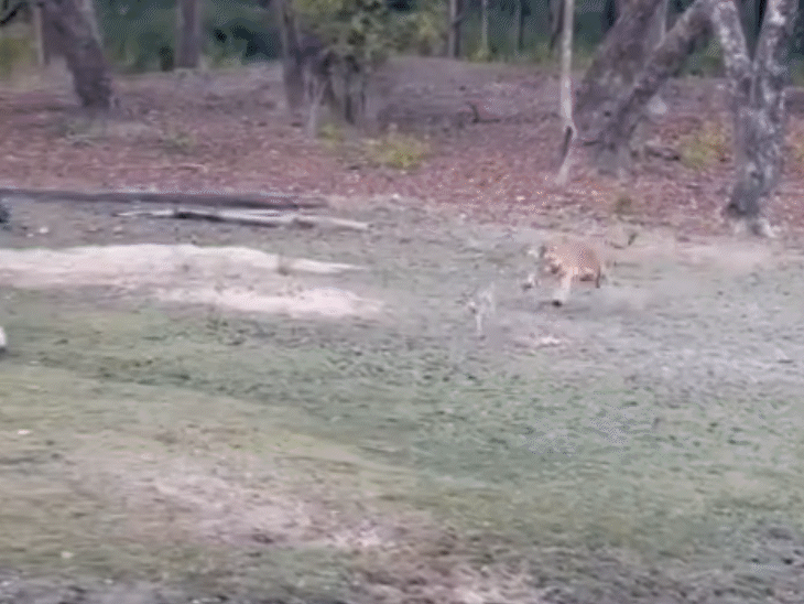 पन्ना टाइगर रिजर्व में हिरण के शिकार का VIDEO:बाघ के जबड़े में दबा छटपटाता रहा, मोर ने भागकर बचाई जान