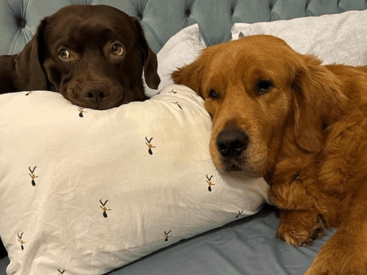 UAE Pet Abandonment Amidst Israel-Iran Tension