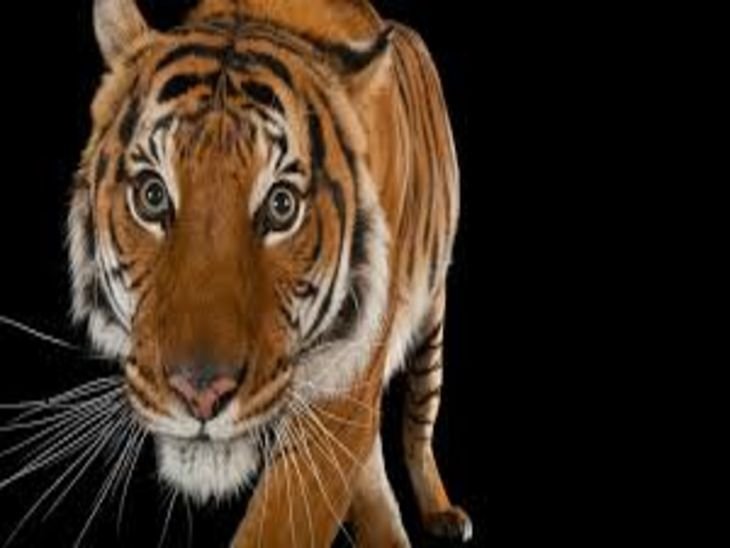 छिंदवाड़ा में खेत से मिला शव:बैल के शिकार से नाराज किसान ने बाघ को यूरिया खिला मार डाला