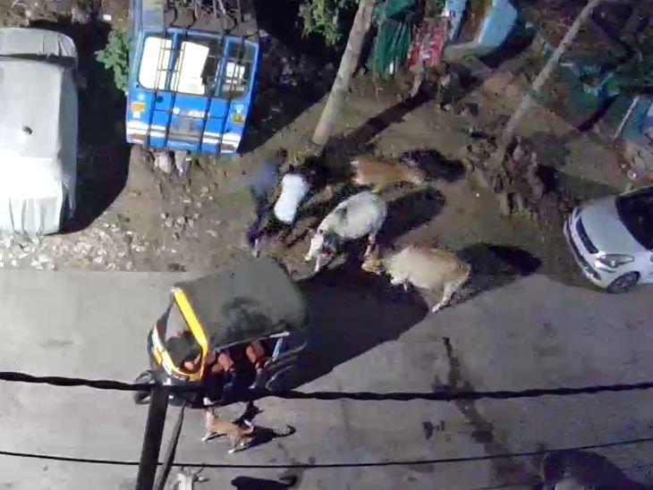 सागर में ऑटो से बछड़ा उठा ले गए बदमाश, VIDEO:गोपालगंज थाना प्रभारी बोले- फुटेज के आधार पर आरोपियों की तलाश जारी