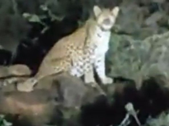 पगारा डेम के रास्ते में दिखा तेंदुआ:ग्रामीणों ने बनाया वीडियो इलाके में दहशत मवेशियों की भी जान को खतरा