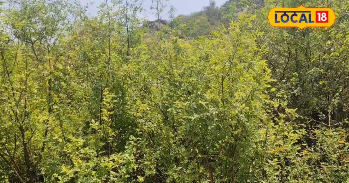 झारखंड के जंगलों में मिलता है प्राकृतिक टूथपेस्ट, 80 साल की उम्र में भी दांत रहते हैं मोती जैसे