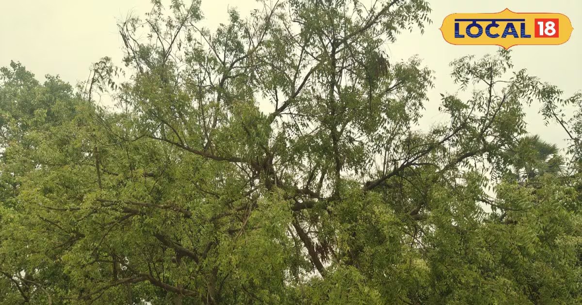 Health Tips: औषधिय गुणों का खजाना है ये पेड़, जड़ से पत्ती तक सभी उपयोगी, जानें फायदे