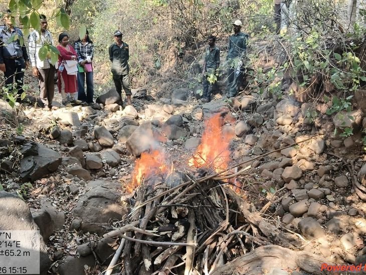 बाघ के शिकारी अपने बयान से पलटे:बोले- यूरिया से नहीं, बिजली करंट से मारा, खेत में अफीम बचाने बिछाए थे तार