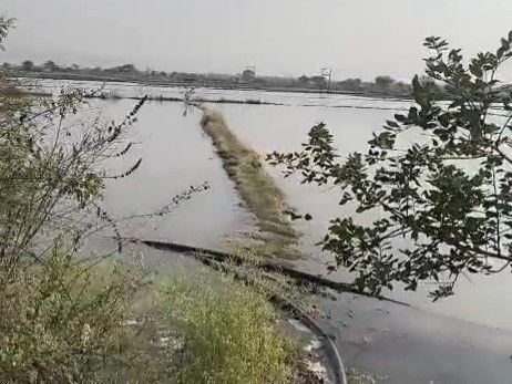 नर्मदापुरम में नहर ओवरफ्लो, 40 एकड़ खेत तालाब में तब्दील:10 से ज्यादा किसानों की मूंग बर्बाद; SDO ने मानी मॉनिटरिंग में गलती