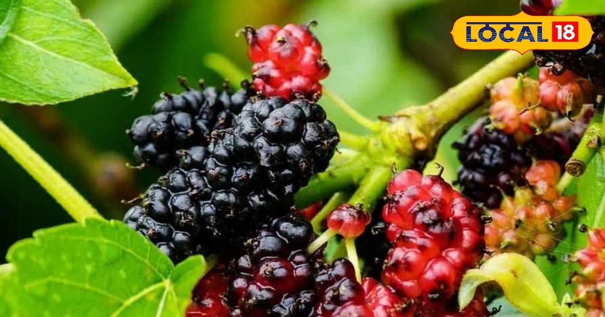 सेहत का खजाना है ये छुटकू सा फल, शरीर में भर देता है ताकत, हड्डियों को बना दे फौलादी, जानिए इसके कमाल के फायदे