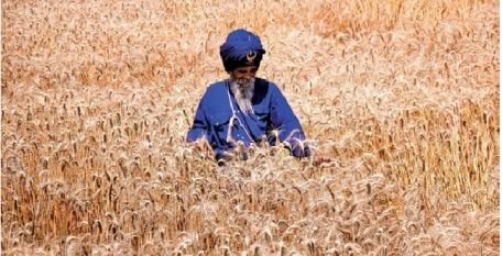 निहंग सिंहों का अनूठा संकल्प:युद्ध कला में निपुण जत्थेदार बिना कीटनाशक खेती कर रहे, ताकि लंगर पवित्र हो