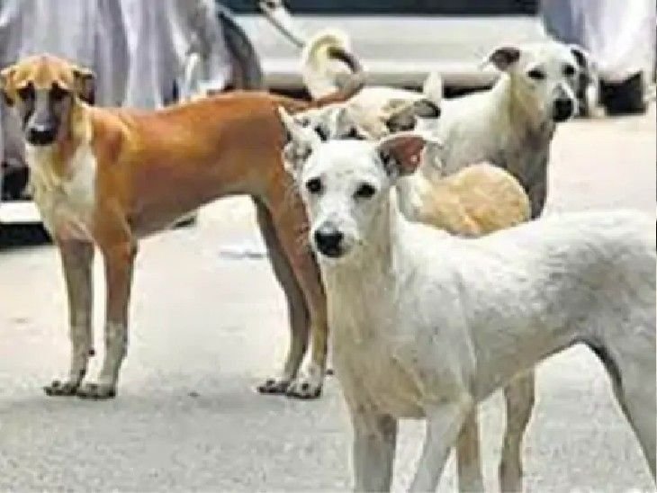 ग्वालियर में रेबीज से युवक की मौत, रोज 100+ मामले:5 दिन पहले एक शख्स ने अस्पताल में भर्ती कराया था; नाम दिया था 'गोलू'