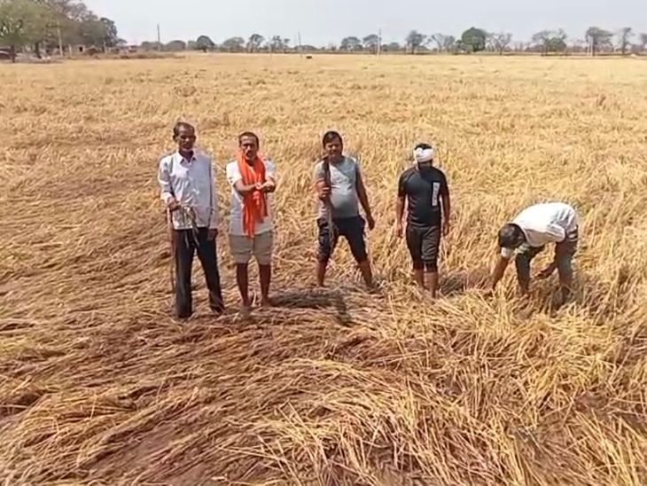 ओलावृष्टि-बारिश से दतिया के 42 गांवों की गेहूं फसल बर्बाद:सेवढ़ा क्षेत्र में जलभराव से सड़ी फसल, मुआवजे के इंतजार में किसान