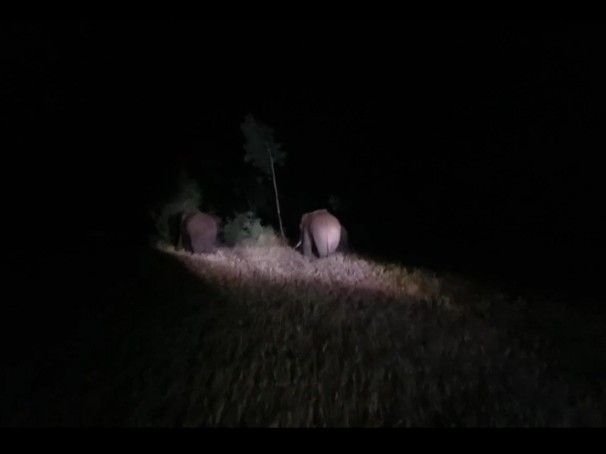 राजेंद्रग्राम से 3 हाथी 20 किमी चलकर जैतहरी पहुंचे:एक हाथी लापता, फसलों को नुकसान; कच्चे घर को तोड़ा