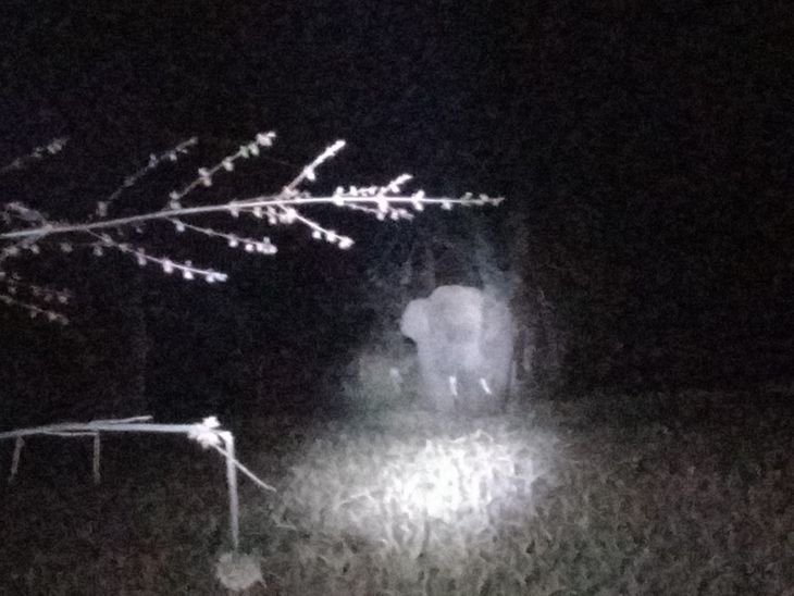 अनूपपुर में हाथियों ने खड़ी फसलें रौंदी:सिंचाई के पाइप और दीवारें भी तोड़ी, 103 दिनों से मचा रहे तबाही