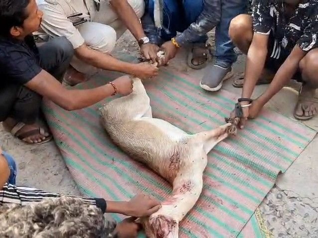 दमोह में कुत्तों ने किया हिरण पर हमला:फुटेरा तालाब पर पानी पीने आया था, बचने के लिए तालाब में लगाई छलांग