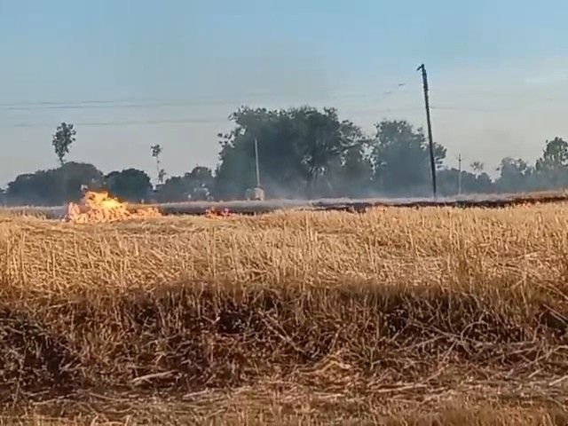 शाजापुर के किसान रोज जला रहे नरवाई:सरकार का जागरुकता अभियान हुआ फेल, प्रशासन ने नहीं लिया लिया एक्शन