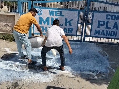 हिमाचल में किसान ने 500 लीटर दूध बहाया:2 दिन से नहीं खरीद रहा मिल्कफेड; 50 हजार का नुकसान, बोला- कर्ज नहीं चुका पाऊंगा