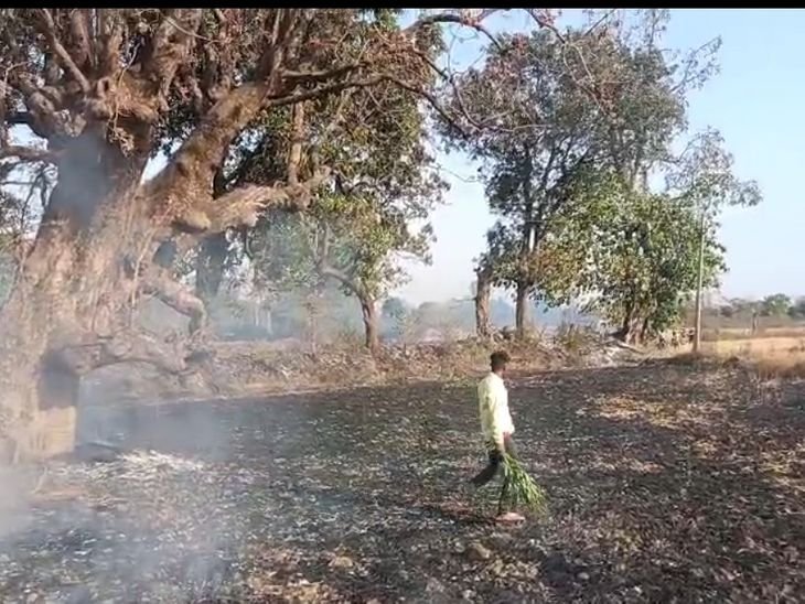 2 एकड़ में खड़ी गेहूं की फसल जली:उमरिया में टूटी 11 केवी लाइन से भड़की आग, ग्रामीणों और फायर ब्रिगेड ने पाया काबू