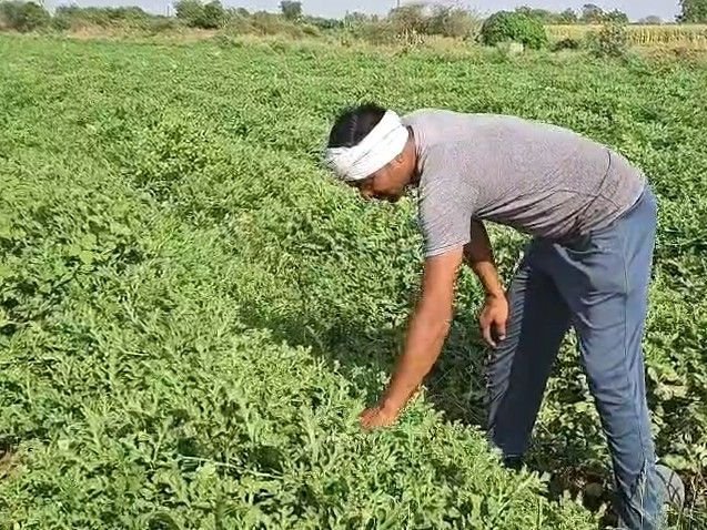 5 रुपए किलो बिक रहा तरबूज-खरबूज:खरगोन में लागत भी नहीं निकाल पा रहे किसान; 15 हजार हेक्टेयर में लगी है फसल