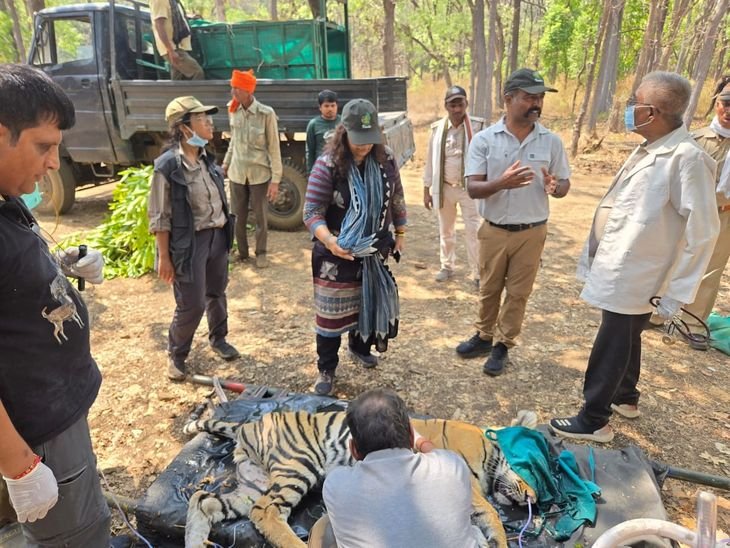कान्हा में 3 शावकों की मौत, बाघिन-एक शावक का रेस्क्यू:मुक्की क्वारंटीन सेंटर में इलाज जारी; जांच में जुटा वन विभाग
