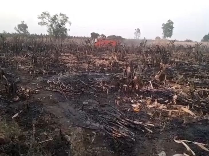 बुरहानपुर में बिजली तार टूटने से फसल जली:किसान को हुआ लाखों का नुकसान, मुआवजे की रखी मांग