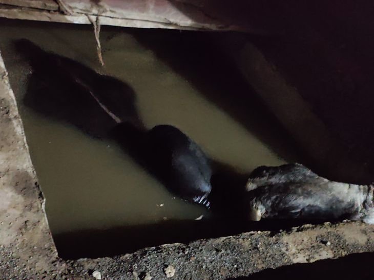 आगर में निर्माणाधीन मकान के टैंक में गिरा गोवंश:विवेकानंद कॉलोनी में लोगों ने बाल्टियों से पानी निकाला; क्रेन से किया रेस्क्यू