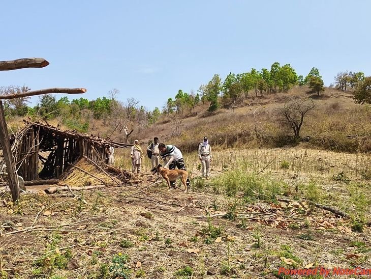 डिंडौरी में शिकारियों पर वन विभाग का शिकंजा, सर्चिंग अभियान:डॉग स्क्वाड ने चार गांवों में ली तलाशी, तार बरामद