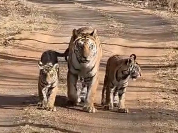 Tigress P-142 & Cubs Playful Moments