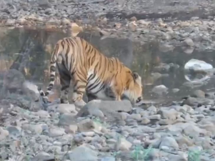 भीषण गर्मी में प्यास बुझाते दिखा ‘युवराज’:खिवनी अभ्यारण्य में गश्त टीम ने बनाया बाघ का वीडियो, नदी किनारे 30 सेकंड तक रुका