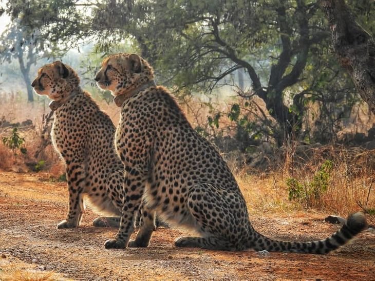 गांधी सागर में चीतों 'प्रभास-पावक' का एक साल पूरा:नए माहौल में ढले, हाईटेक निगरानी में सुरक्षित और स्वस्थ