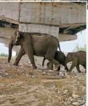 अनोखा ग्रीन कॉरिडोर; 14 अप्रैल को प्रधानमंत्री करेंगे उद्घाटन:210 किमी लंबा दिल्ली-देहरादून एक्सप्रेसवे, 100 की रफ्तार से दौड़ेंगे वाहन, जानवर रहेंगे सुरक्षित